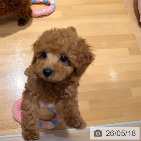 埼玉県のトイプードル(トイ) (ペットプラス 与野店/2026年3月5日生まれ/女の子/レッド)の子犬の3枚目の画像