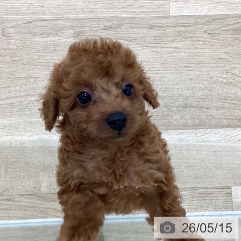 山梨県のトイプードル(トイ) (ペットプラス 甲府国母店/2026年3月5日生まれ/女の子/レッド)の子犬の3枚目の画像