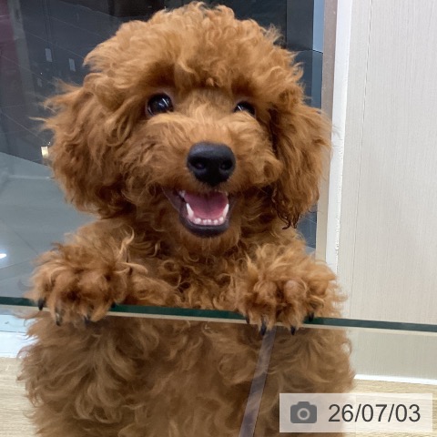 山梨県のトイプードル(トイ) (ペットプラス 甲府昭和店/2026年3月5日生まれ/女の子/レッド)の子犬の4枚目の画像