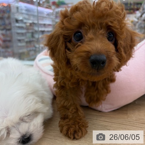 山梨県のトイプードル(トイ) (ペットプラス 甲府昭和店/2026年3月5日生まれ/女の子/レッド)の子犬の3枚目の画像
