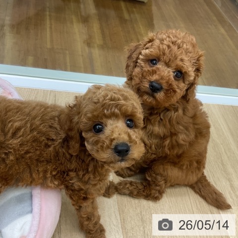 福島県のトイプードル(トイ) (ペットプラス 福島店/2026年3月5日生まれ/女の子/レッド)の子犬の4枚目の画像