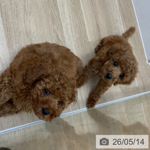 福島県のトイプードル(トイ) (ペットプラス 福島店/2026年3月5日生まれ/女の子/レッド)の子犬の3枚目の画像