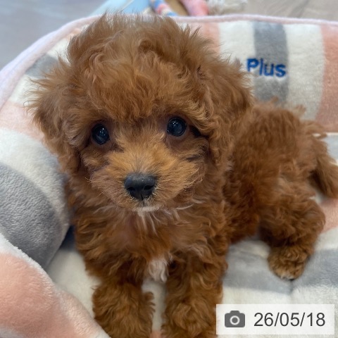 神奈川県のトイプードル(トイ) (ペットプラス テラスモール湘南店/2026年3月5日生まれ/男の子/レッド)の子犬の4枚目の画像