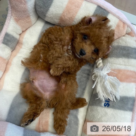 神奈川県のトイプードル(トイ) (ペットプラス テラスモール湘南店/2026年3月5日生まれ/男の子/レッド)の子犬の3枚目の画像