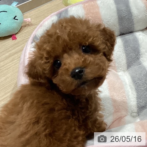 埼玉県のトイプードル(トイ) (ペットプラス コクーンシティ店/2026年3月5日生まれ/男の子/レッド)の子犬の3枚目の画像