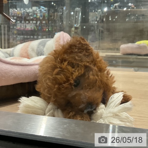 埼玉県のトイプードル(トイ) (ペットプラス コクーンシティ店/2026年3月5日生まれ/男の子/レッド)の子犬の3枚目の画像