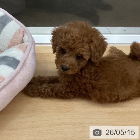 長野県のトイプードル(トイ) (ペットプラス 松本店/2026年3月5日生まれ/女の子/レッド)の子犬の4枚目の画像