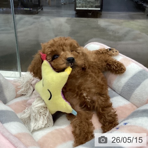 長野県のトイプードル(トイ) (ペットプラス 松本店/2026年3月5日生まれ/女の子/レッド)の子犬の3枚目の画像
