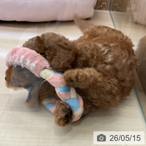 埼玉県のトイプードル(トイ) (ペッツワン 浦和美園店/2026年3月12日生まれ/男の子/レッド)の子犬の4枚目の画像