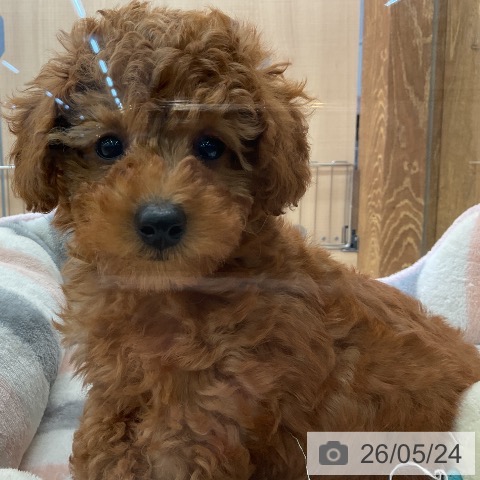 埼玉県のトイプードル(トイ) (ペッツワン 浦和美園店/2026年3月12日生まれ/男の子/レッド)の子犬の3枚目の画像