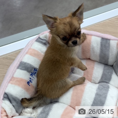 埼玉県のチワワ(ロング) (ペットプラス 川口店/2026年3月12日生まれ/男の子/レッド)の子犬の4枚目の画像