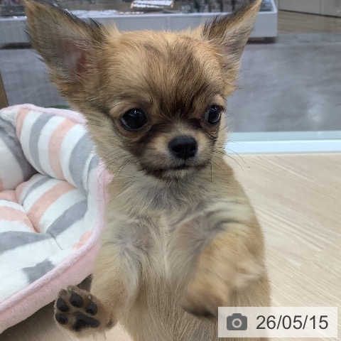 埼玉県のチワワ(ロング) (ペットプラス 川口店/2026年3月12日生まれ/男の子/レッド)の子犬の3枚目の画像