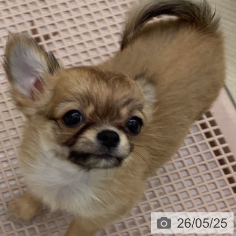 埼玉県のチワワ(ロング) (ペットプラス 川口店/2026年3月12日生まれ/男の子/レッド)の子犬の3枚目の画像