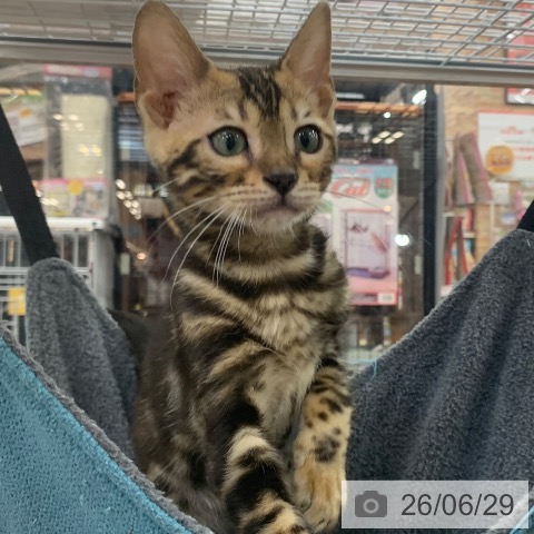 京都府のベンガル (ペットプラス 久御山店/2026年3月10日生まれ/女の子/ブラックマーブルドタビー)の子猫の4枚目の画像