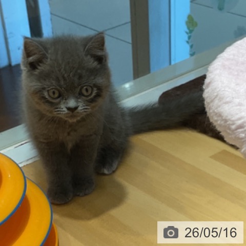 奈良県のブリティッシュショートヘアー (ペットプラス 大和郡山店/2026年3月5日生まれ/男の子/ブルー)の子猫の3枚目の画像
