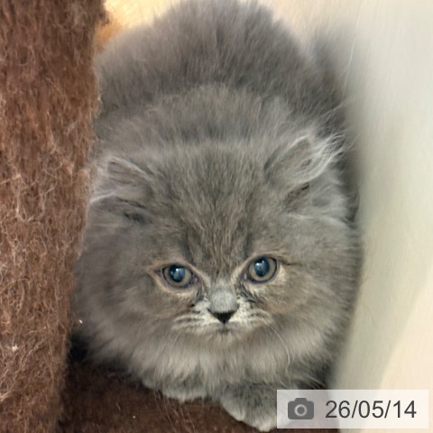 京都府のブリティッシュショートヘアー (ペットプラス イオンモールKYOTO店/2026年3月5日生まれ/女の子/ブルー)の子猫の4枚目の画像