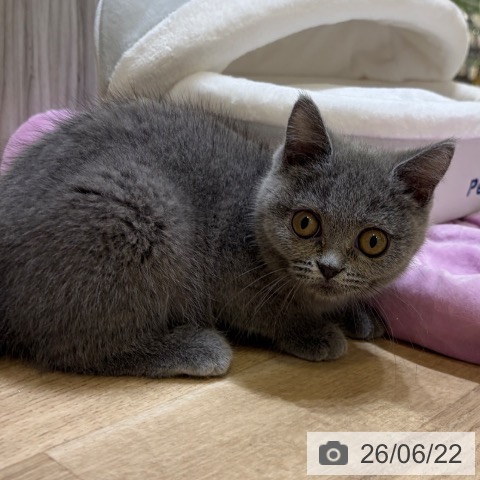 大阪府のブリティッシュショートヘアー (ペットプラス 堺北花田店/2026年3月5日生まれ/女の子/ブルー)の子猫の4枚目の画像