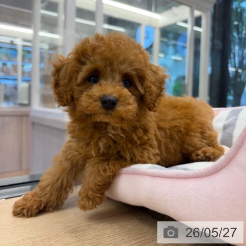 神奈川県のトイプードル(トイ) (ペットプラス 武蔵小杉店/2026年3月12日生まれ/男の子/レッド)の子犬の4枚目の画像
