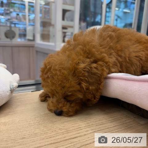神奈川県のトイプードル(トイ) (ペットプラス 武蔵小杉店/2026年3月12日生まれ/男の子/レッド)の子犬の3枚目の画像