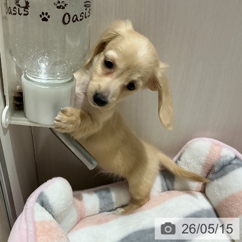 ミニチュア・ダックスフンドの写真