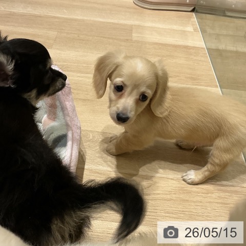 ミニチュア・ダックスフンドの写真