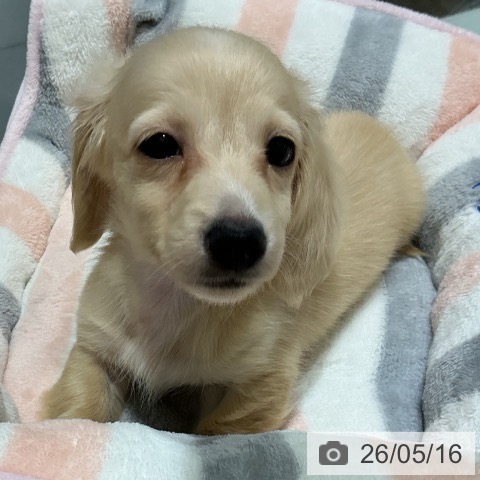 ミニチュア・ダックスフンドの写真