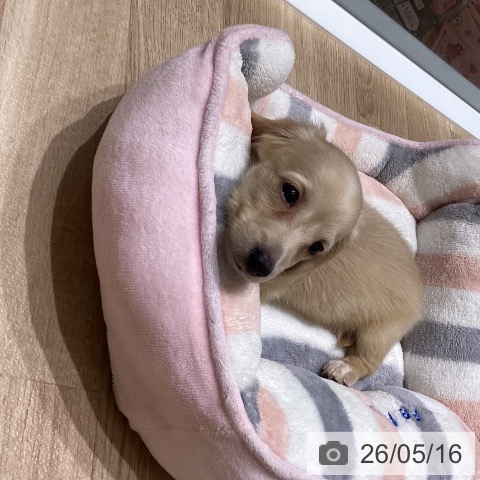 長野県のミニチュアダックスフンド(ロング) (ペットプラス 須坂店/2026年3月12日生まれ/男の子/イエロー)の子犬の4枚目の画像