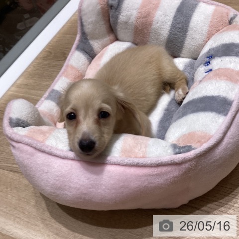 長野県のミニチュアダックスフンド(ロング) (ペットプラス 須坂店/2026年3月12日生まれ/男の子/イエロー)の子犬の3枚目の画像