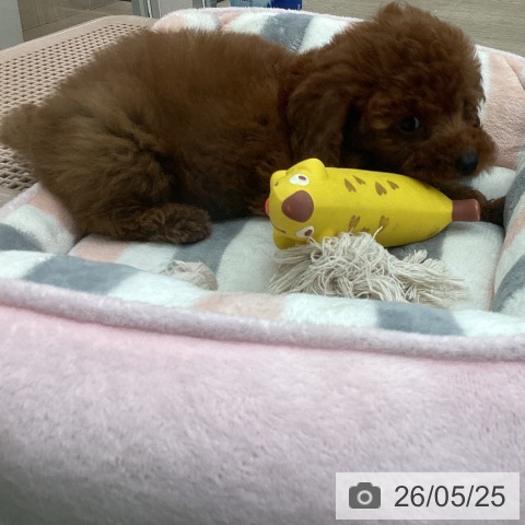 埼玉県のトイプードル(トイ) (ペットプラス 上尾店/2026年3月13日生まれ/男の子/レッド)の子犬の3枚目の画像
