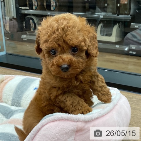 神奈川県のトイプードル(トイ) (ペッツワン 小田原店/2026年3月13日生まれ/男の子/レッド)の子犬の3枚目の画像
