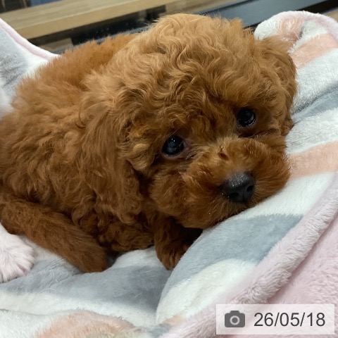 神奈川県のトイプードル(トイ) (ペッツワン 小田原店/2026年3月13日生まれ/男の子/レッド)の子犬の3枚目の画像