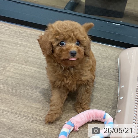 神奈川県のトイプードル(トイ) (ペッツワン 小田原店/2026年3月13日生まれ/男の子/レッド)の子犬の3枚目の画像