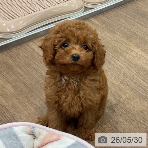 神奈川県のトイプードル(トイ) (ペッツワン 小田原店/2026年3月13日生まれ/男の子/レッド)の子犬の3枚目の画像
