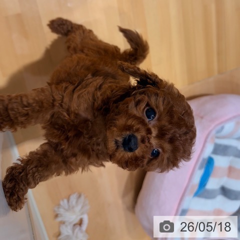 埼玉県のトイプードル(トイ) (ペットプラス 与野店/2026年3月13日生まれ/女の子/レッド)の子犬の4枚目の画像