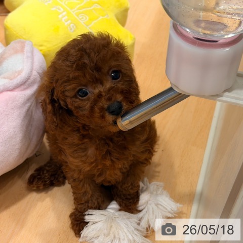 埼玉県のトイプードル(トイ) (ペットプラス 与野店/2026年3月13日生まれ/女の子/レッド)の子犬の3枚目の画像