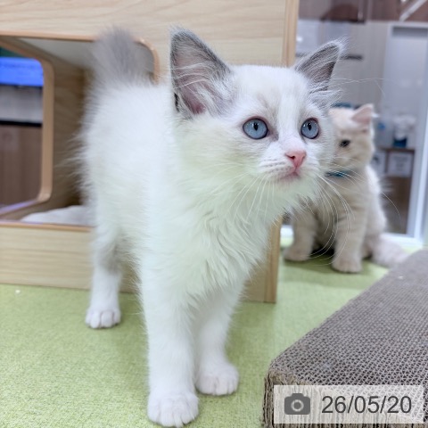 京都府のラグドール (ペットプラス 京都桂川店/2026年3月6日生まれ/女の子/ブルーポイントバイカラー)の子猫の3枚目の画像