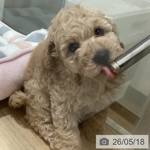宮城県のトイプードル(トイ) (ペットプラス 名取店/2026年3月13日生まれ/男の子/クリーム)の子犬の4枚目の画像