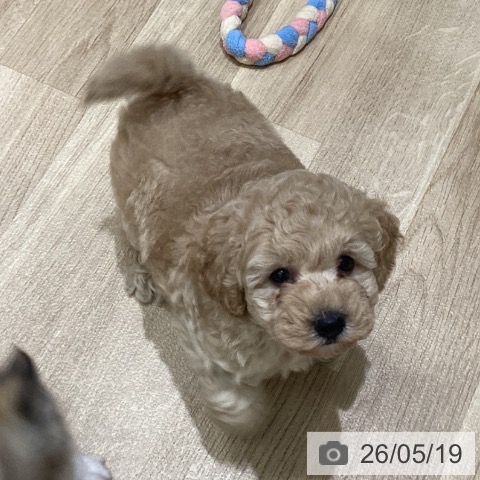 宮城県のトイプードル(トイ) (ペットプラス 名取店/2026年3月13日生まれ/男の子/クリーム)の子犬の3枚目の画像