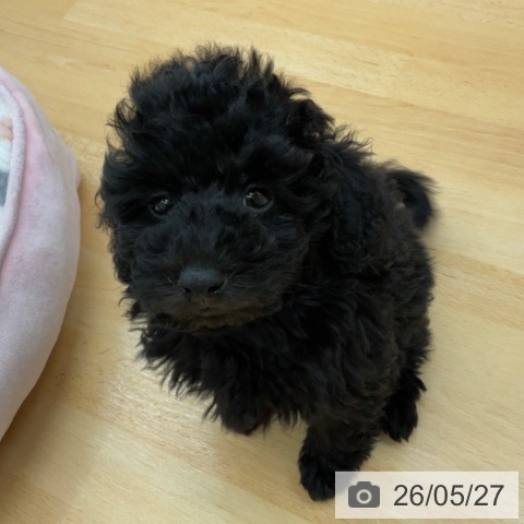 埼玉県のトイプードル(トイ) (ペットプラス 浦和美園店/2026年3月13日生まれ/男の子/ブラック)の子犬の4枚目の画像