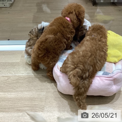 長野県のトイプードル(トイ) (ペットプラス 須坂店/2026年3月13日生まれ/女の子/レッド)の子犬の4枚目の画像