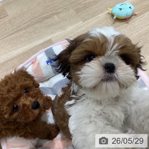 長野県のトイプードル(トイ) (ペットプラス 須坂店/2026年3月13日生まれ/女の子/レッド)の子犬の4枚目の画像