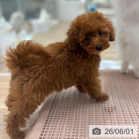 千葉県のトイプードル(トイ) (ペットプラス 木更津店/2026年3月13日生まれ/女の子/レッド)の子犬の4枚目の画像