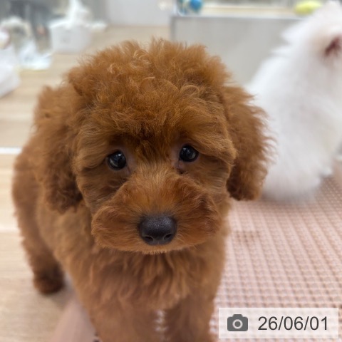 千葉県のトイプードル(トイ) (ペットプラス 木更津店/2026年3月13日生まれ/女の子/レッド)の子犬の3枚目の画像