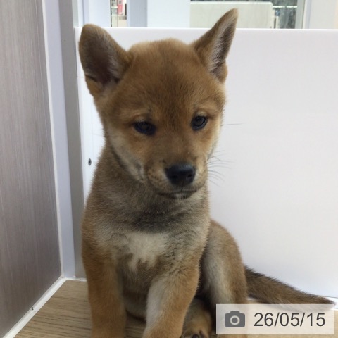 福島県の柴犬(標準サイズ) (ペットプラス 福島店/2026年3月13日生まれ/女の子/赤)の子犬の4枚目の画像