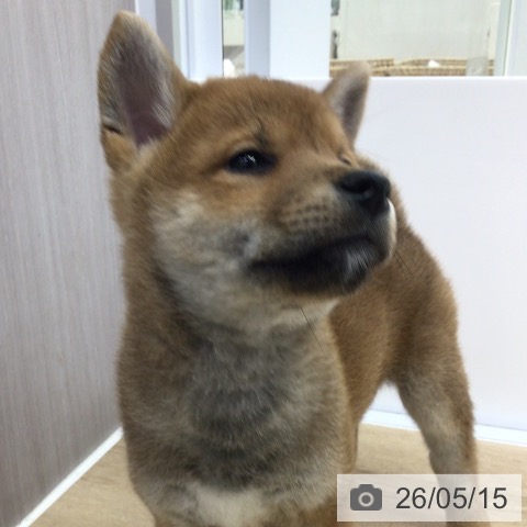 福島県の柴犬(標準サイズ) (ペットプラス 福島店/2026年3月13日生まれ/女の子/赤)の子犬の3枚目の画像