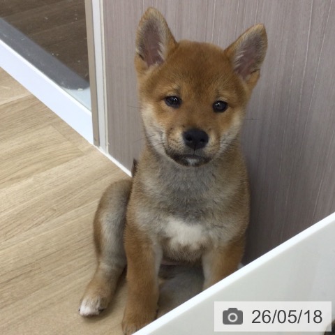 福島県の柴犬(標準サイズ) (ペットプラス 福島店/2026年3月13日生まれ/女の子/赤)の子犬の4枚目の画像