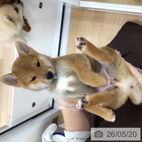 福島県の柴犬(標準サイズ) (ペットプラス 福島店/2026年3月13日生まれ/女の子/赤)の子犬の3枚目の画像