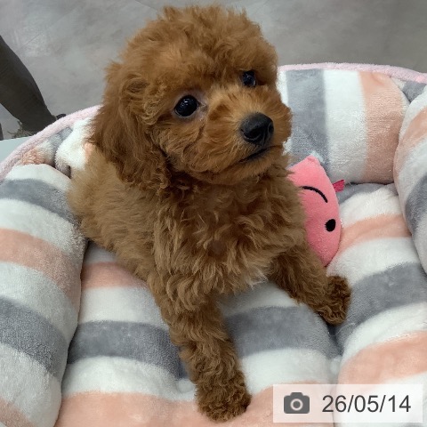 埼玉県のトイプードル(トイ) (ペットプラス 川口店/2026年3月13日生まれ/男の子/レッド)の子犬の4枚目の画像