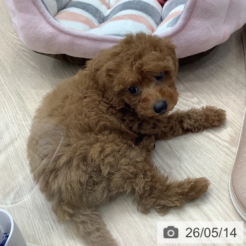 埼玉県のトイプードル(トイ) (ペットプラス 川口店/2026年3月13日生まれ/男の子/レッド)の子犬の3枚目の画像