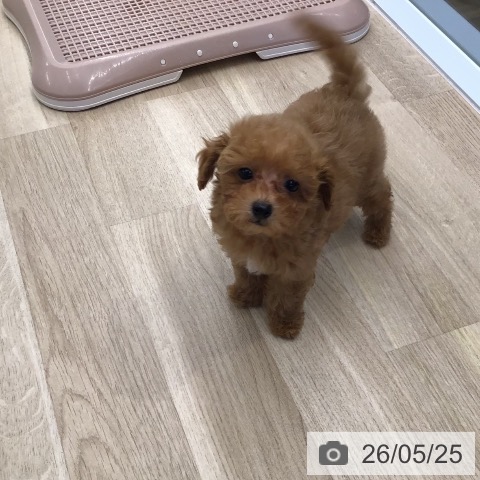 東京都のトイプードル(トイ) (ペットプラス むさし村山店/2026年3月13日生まれ/男の子/レッド)の子犬の3枚目の画像